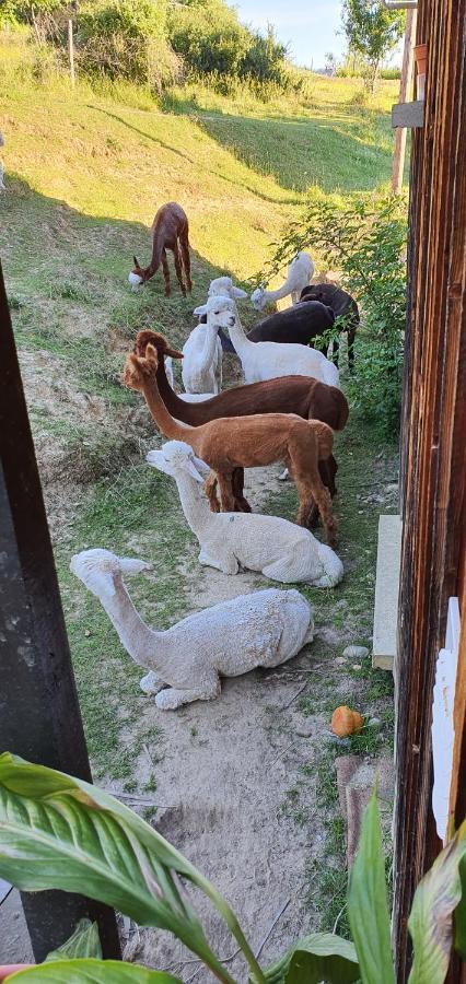 Alpagas Du Domaine Mael Bed and Breakfast Saint-Antoine  Εξωτερικό φωτογραφία