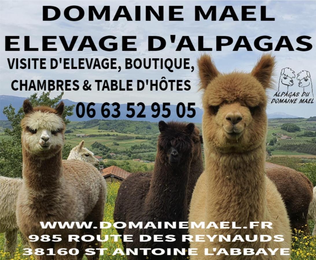 Alpagas Du Domaine Mael Bed and Breakfast Saint-Antoine  Εξωτερικό φωτογραφία